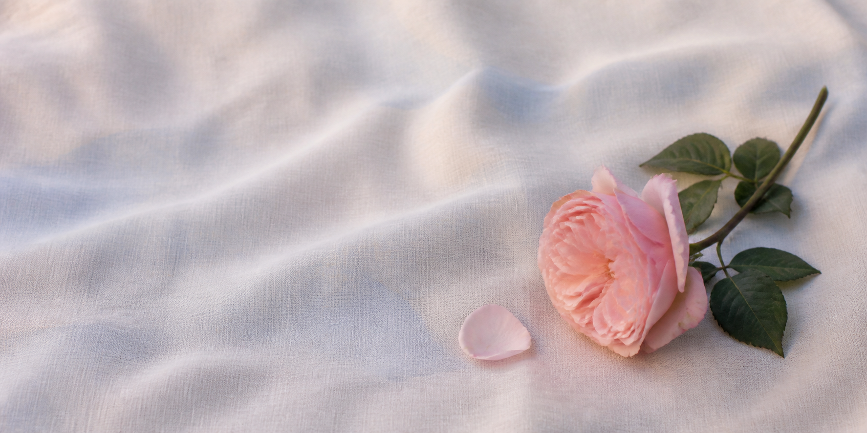 Three soft blush roses resting on cream linen in gentle mauve and blue dusk light